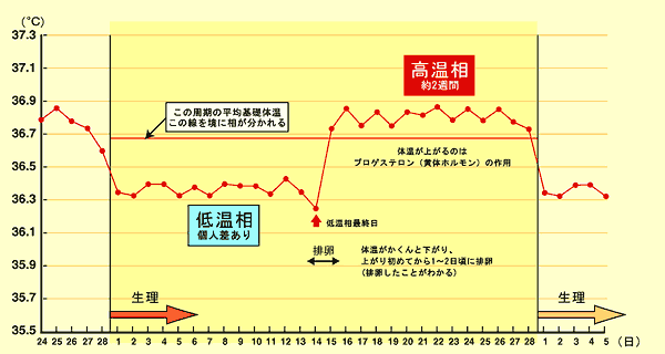 排卵日検査 排卵日を知る方法