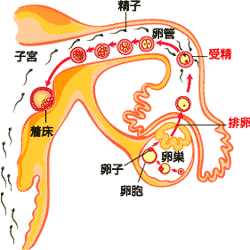 いつ 妊娠 成立