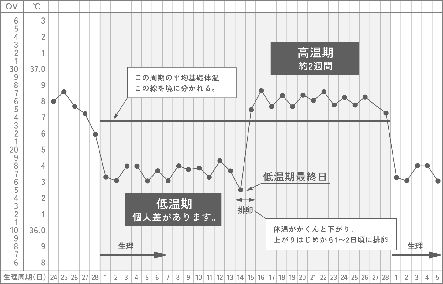 基礎体温